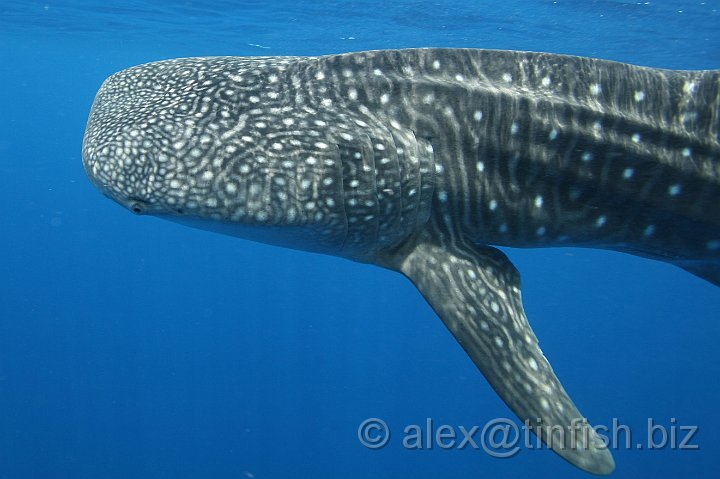 Whale_Shark-121.JPG - These spots are unique to each individual and are useful for counting populations
